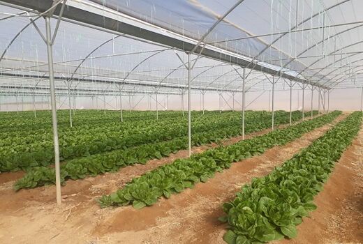 100 هکتار از اراضی منطقه آزاد تجاری برای توسعه فضای گلخانه‌ای اختصاص می‌یابد.