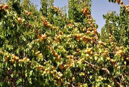 پیش بینی تولید 25 هزارتن زردآلو در فارس