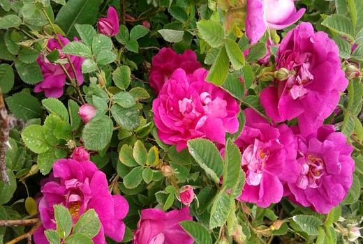 ۳۲ تن گل محمّدی از گلستان‌های میاندوآب برداشت شد