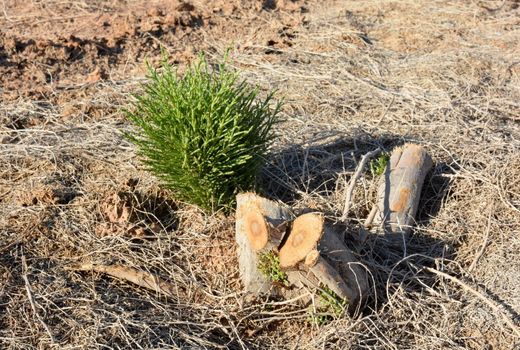 آلودگی ۶۰۰۰ هکتار تاغ زارهای شهرستان سمنان به بیماری سفیدک