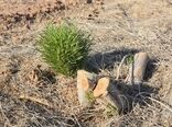 آلودگی ۶۰۰۰ هکتار تاغ زارهای شهرستان سمنان به بیماری سفیدک