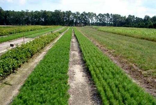 تولید 99 هزار اصله نهال شناسنامه ‌دار در داراب 