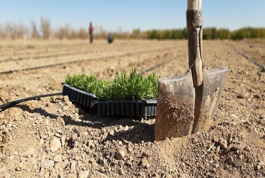 پیشرفت فیزیکی 50 درصدی طرح کشت گیاهان دارویی در منطقه چالشتر شهرستان شهرکرد