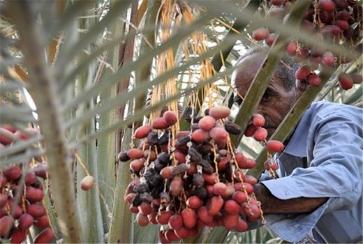 آغاز برداشت خرما از ۷۰۰۰ هکتار نخل بارور شهرستان ریگان