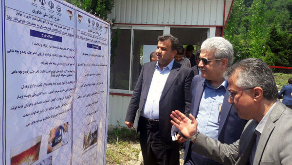 تولید انبوه قزل‌آلای رنگین‌کمان عاری از بیماری آغاز شد