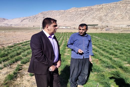 تولید بیش از 26هزار تن بذراصلاح شده گندم و جو در استان ایلام