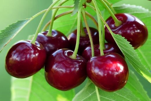 افزایش ۴۶ درصدی تولید گیلاس در آذربایجان شرقی