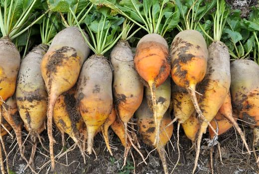 گام‌های حیاتی افزایش تولید و صادرات بذر چغندر قند