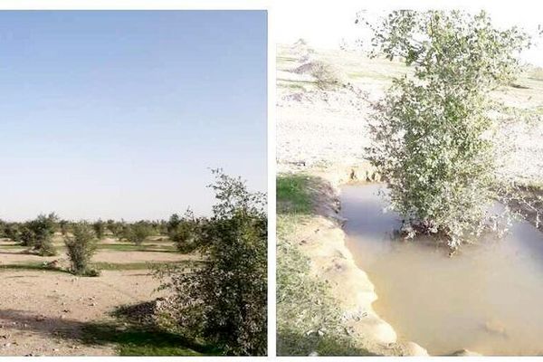 نهالکاری مسیر مهران-کربلا/۷۰۰ هزار اصله نهال کشت می شود