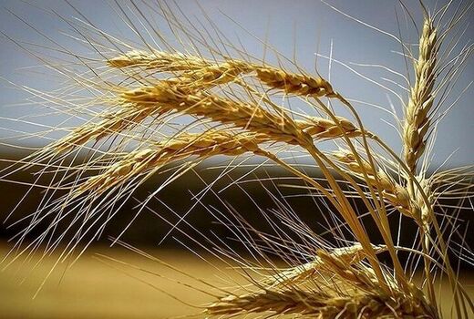 خبر خوش برای کشارزان/خرید تضمینی گندم از 2.35 میلیون تن عبور کرد
