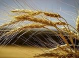 خبر خوش برای کشارزان/خرید تضمینی گندم از 2.35 میلیون تن عبور کرد

