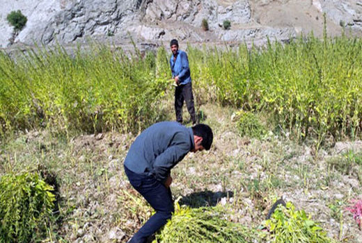 برداشت 250 تن کنجد در شهرستان خداآفرین