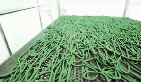 تولید 6 هزار و 100 کیلوگرم خمیر جلبک اسپیرولینا در فارس