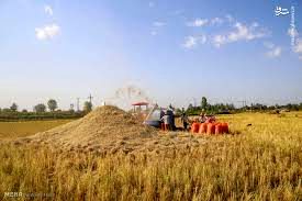 آغاز برداشت برنج در شهرستان آبدانان