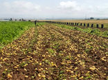 پیش‌بینی برداشت ۲۸۰ هزار تن سیب‌زمینی از مزارع بهار
