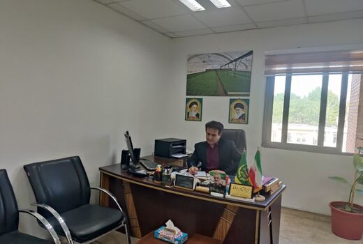 برداشت گیاه دارویی زیره سبز از مزارع استان بوشهر آغاز شد