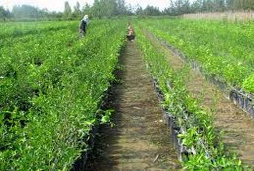 نهال انجیر و انار ارسنجان مشمول یارانه