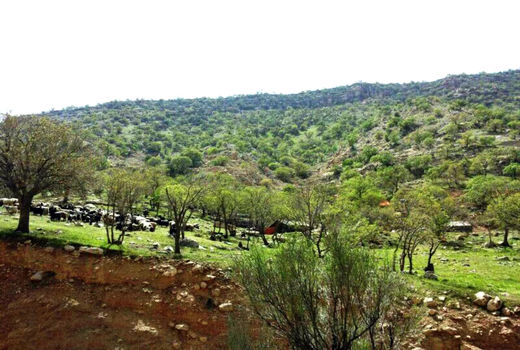 بیش از هزار رأس دام اهلی غیرمجاز از باشگل خارج شدند