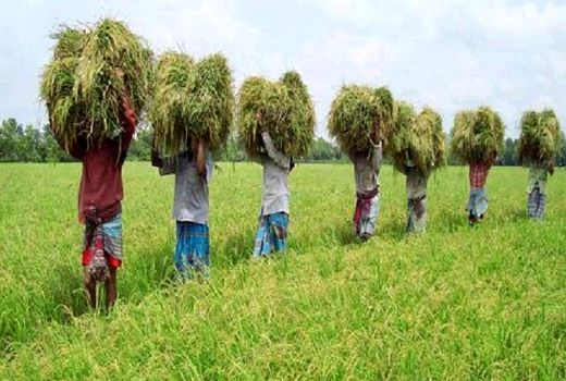 هزینه ۲.۵ میلیارد دلاری بنگلادش برای واردات گندم در سال ۲۰۱۸