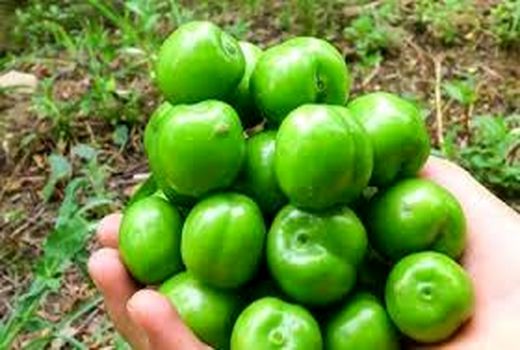 13 هکتار از اراضی شهرستان سرخه زیر کشت گوجه‌سبز است