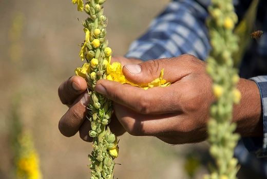 توانمندسازی زنان روستایی و عشایری در فرآوری گیاهان دارویی