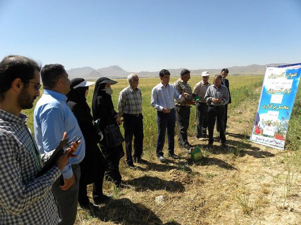 آموزش کلزاکاران شهرستان شهرکرد در قالب مدرسه در مزرعه