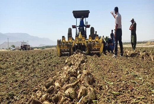 برداشت چغندر قند در فراشبند برای اولین بار
