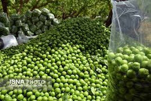  تولید 3270 تن گوجه سبز در استان سمنان