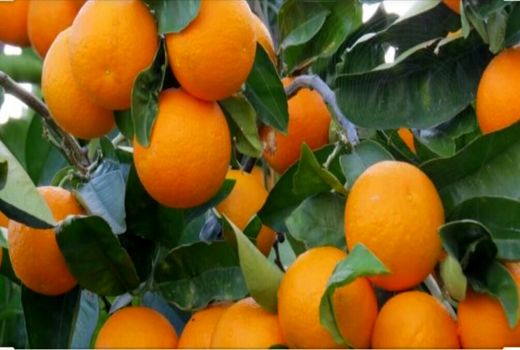 آغاز برداشت پرتقال وانسیا - هرمزگان