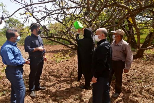 ۱۲ هزار کارت زرد و ۲۵۰ تله دلتا جذب آفات بر درختان باغستان سنتی قزوین نصب شد