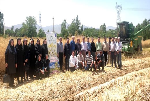 تناوب زراعی تنها راه مبارزه با علف‌های هرز 