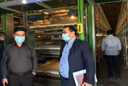 تامین مرغ 6 شهرستان استان از طریق کشتارگاه‌های شهرستان مراغه   