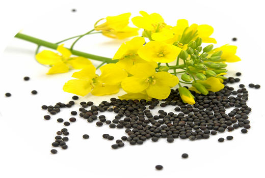 کاهش وابستگی به واردات/ تولید بذرهای هیبرید داخلی کلزا آغاز شد