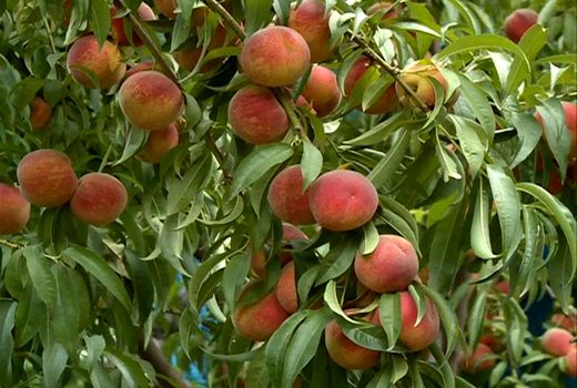 برداشت هلو و شلیل از باغهای استان قزوین آغاز شد 