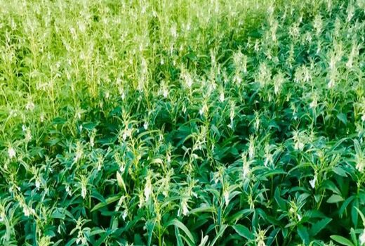 پیش‌بینی برداشت ۱۷ هزار تن کنجد در خوزستان