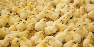 کشف بیش از 15 هزار قطعه جوجه یک روزه در مرز بانه