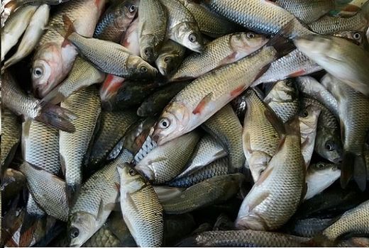 پرورش ماهی در فسا