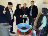 توزیع ۶۰ جعبه تخم کرم ابریشم بین نوغانداران  روستای قولان جلفا