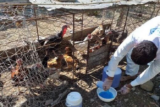 واکسیناسیون رایگان طیور بومی برعله بیماری نیوکاسل در نطنز