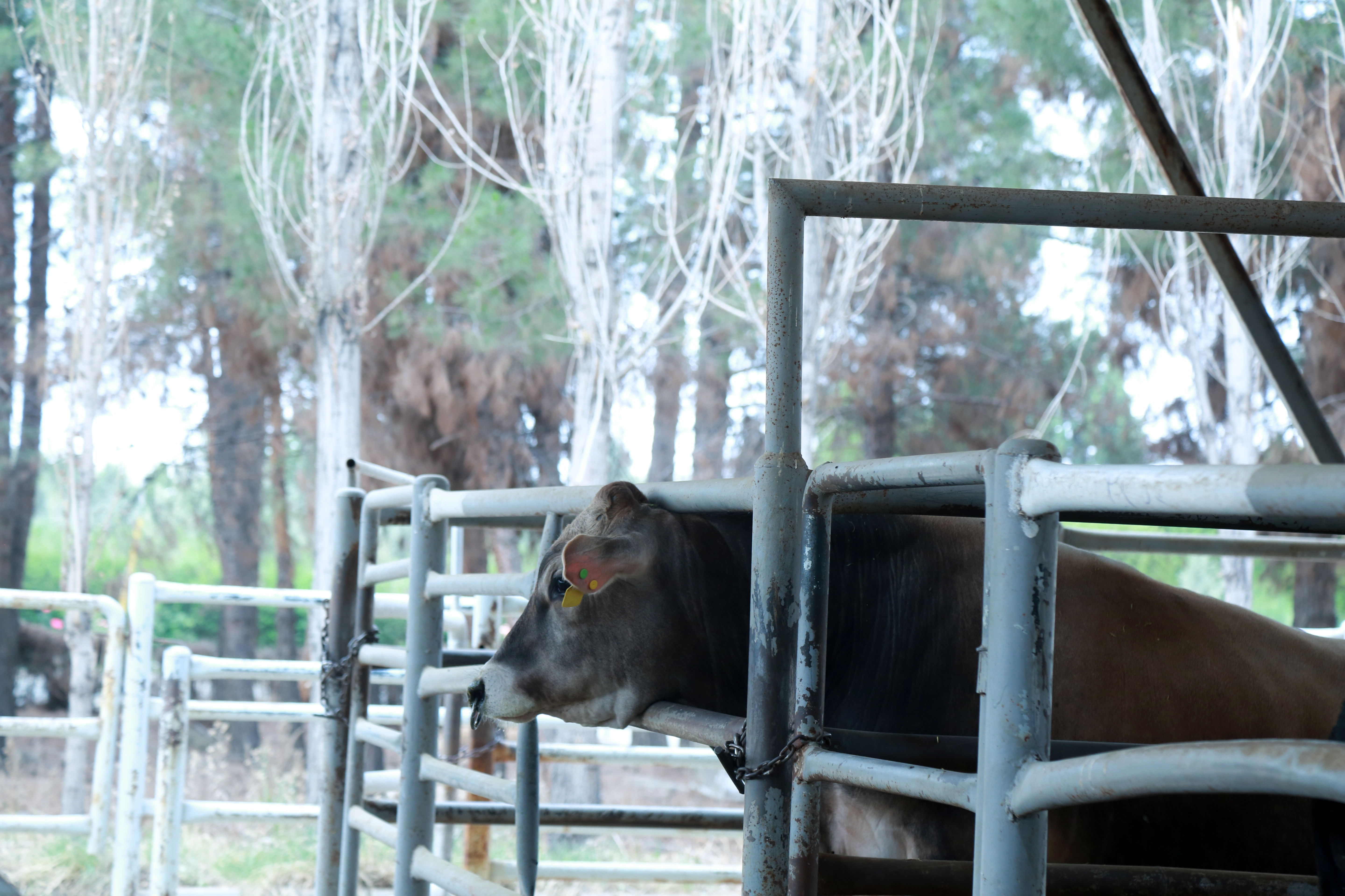   مرکز ملی ژنتیک دامی   