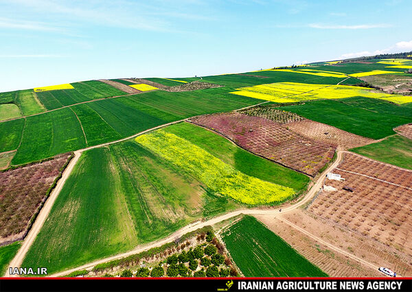توسعه کشاورزی شهرستان چرداول با کشت کلزا