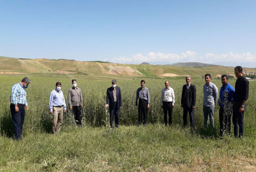 برگزاری مراسم روز مزرعه کلزا در شهرستان میانه