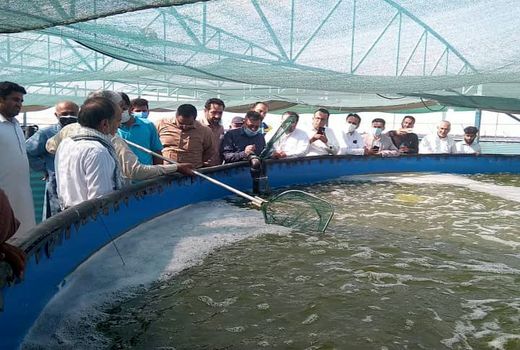 اولین دوره برداشت میگو پرورشی در منطقه گوردیم کنارک