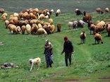 افزایش 50 درصدی بهره‌وری دامپروری عشایری با اجرای توصیه‌های ترویجی