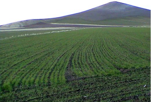 از یارانه‌های ناکارآمد نهاده‌ها فاصله می‌گیریم/ تأمین‌ ۵۰۰ هزار تن بذر گندم