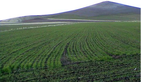 از یارانه‌های ناکارآمد نهاده‌ها فاصله می‌گیریم/ تأمین‌ ۵۰۰ هزار تن بذر گندم