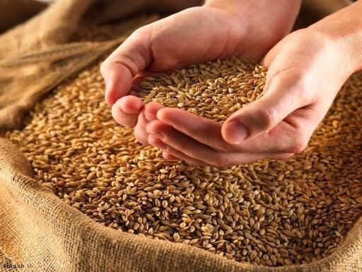 بذر اصلاح شده گندم برای سال زراعی جدید تامین شد
