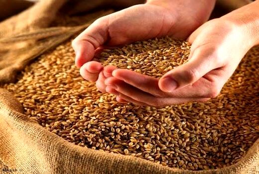 بذر اصلاح شده گندم برای سال زراعی جدید تامین شد