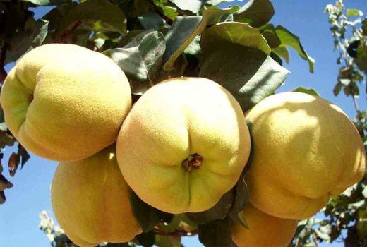 افزایش حدود 200  تنی محصول  نسبت به سال گذشته  در استان کرمان 