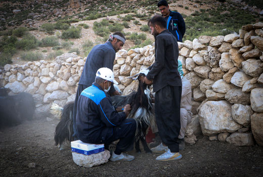پایان واکسیناسیون بیماری طاعون نشخوارکنندگان کوچک در بیش از چهار میلیون راس دام سبک خوزستان